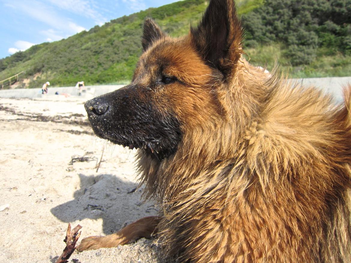 Eurasier Sally billede 18