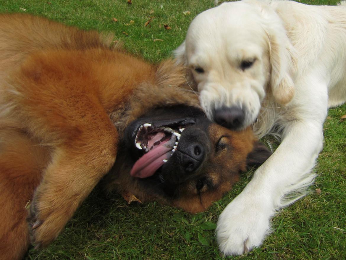 Eurasier Sally billede 23