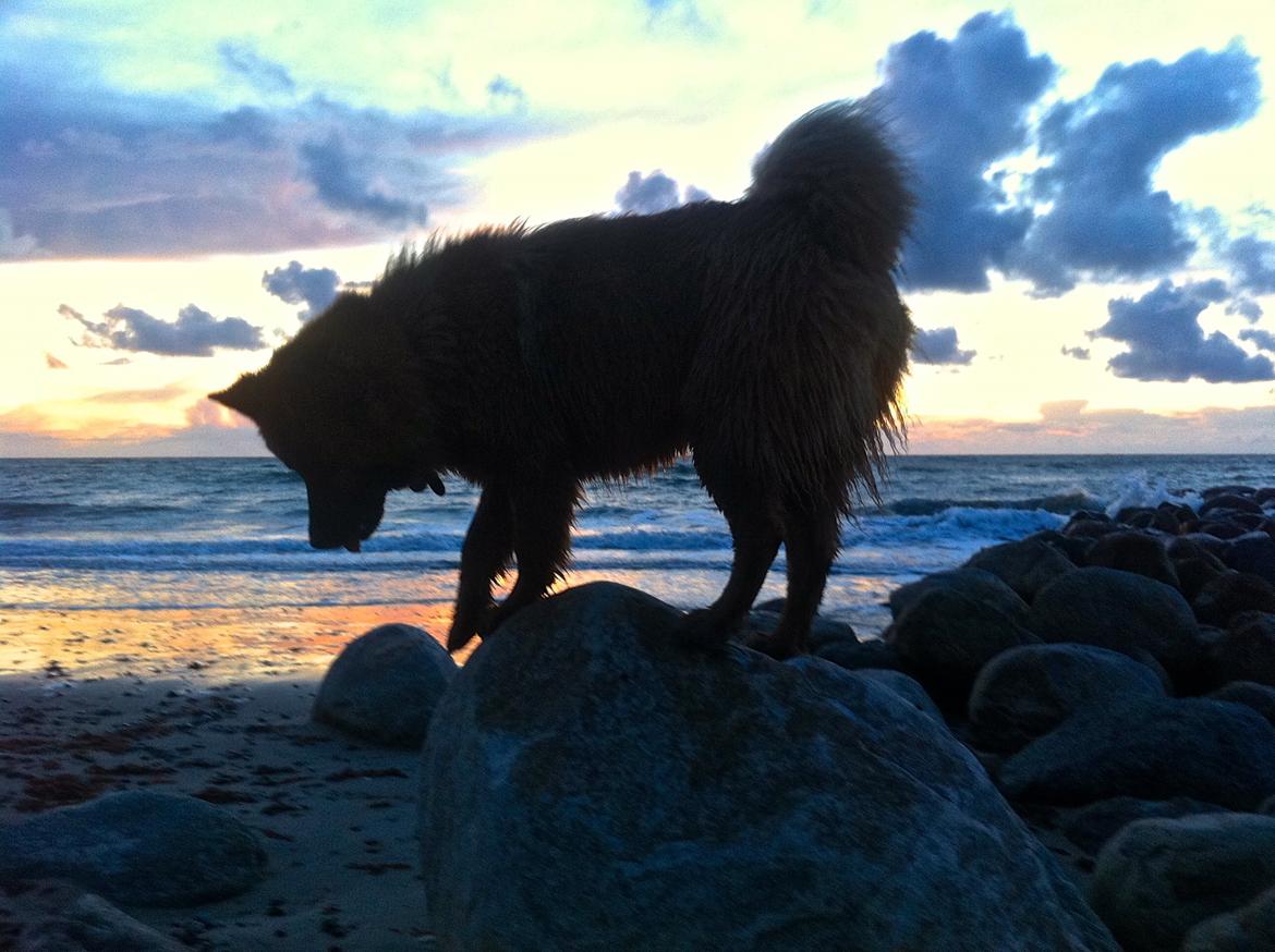 Eurasier Sally billede 14