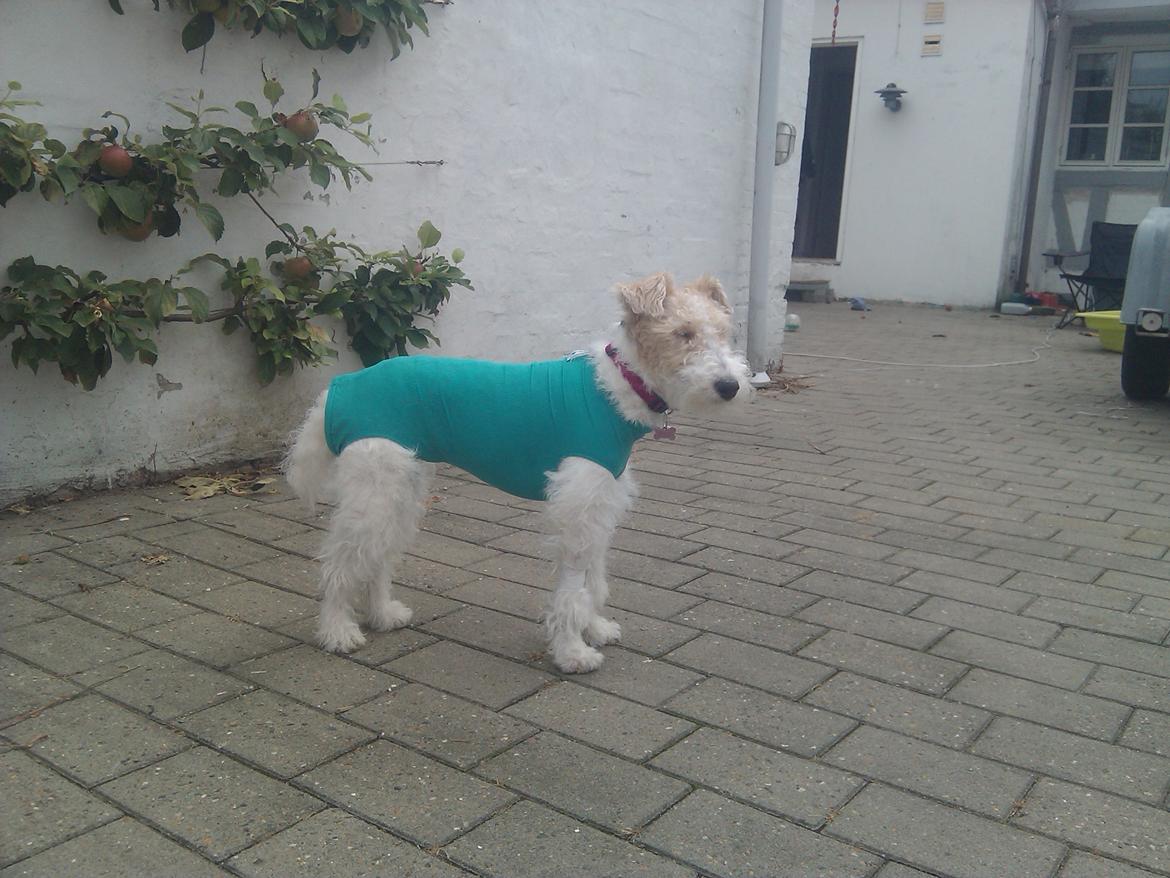 Ruhåret foxterrier Tiffy billede 9