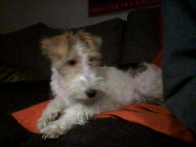 Ruhåret foxterrier Tiffy billede 11