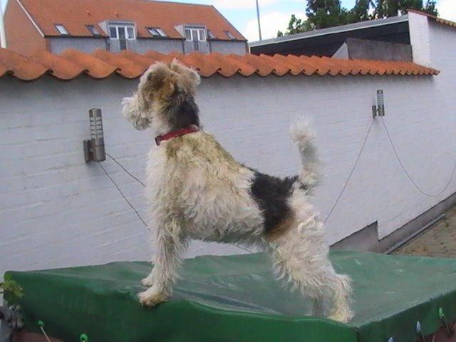 Ruhåret foxterrier Tiffy - En kokasse er den rigtige parfyme .......pyyyyyy billede 12