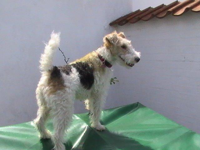 Ruhåret foxterrier Tiffy - En kokasse er den rigtige parfyme .......pyyyyyy billede 13