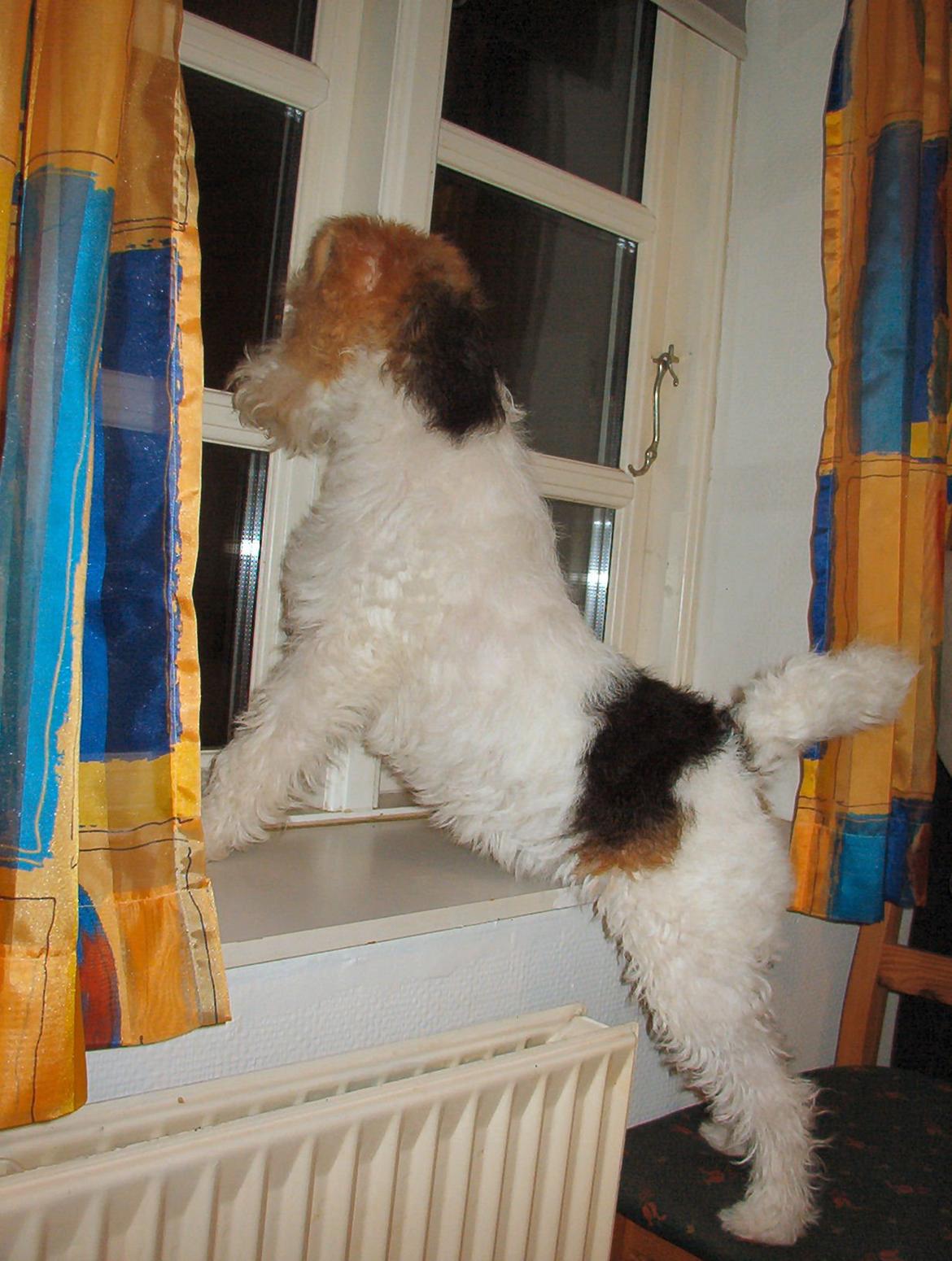 Ruhåret foxterrier Tiffy billede 14