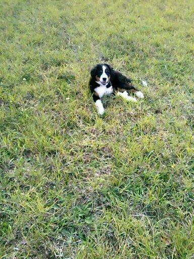 Berner sennenhund Tunala billede 8