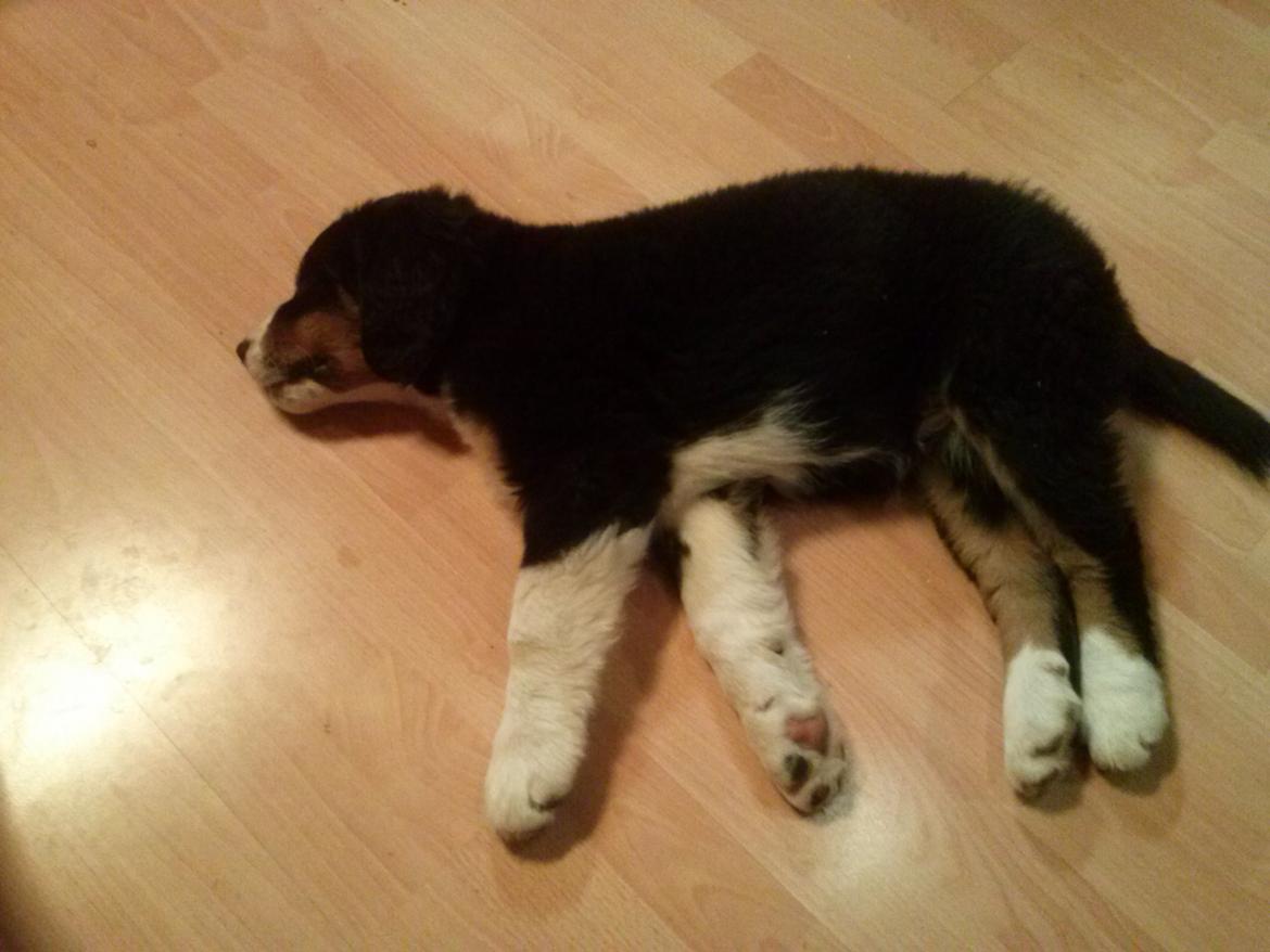 Berner sennenhund Tunala billede 15