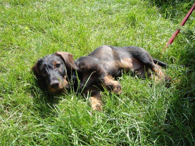 Gravhund Oliver billede 1