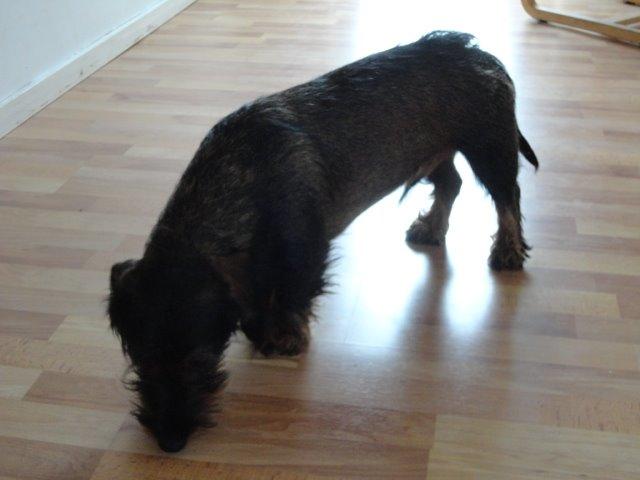 Gravhund Oliver billede 2