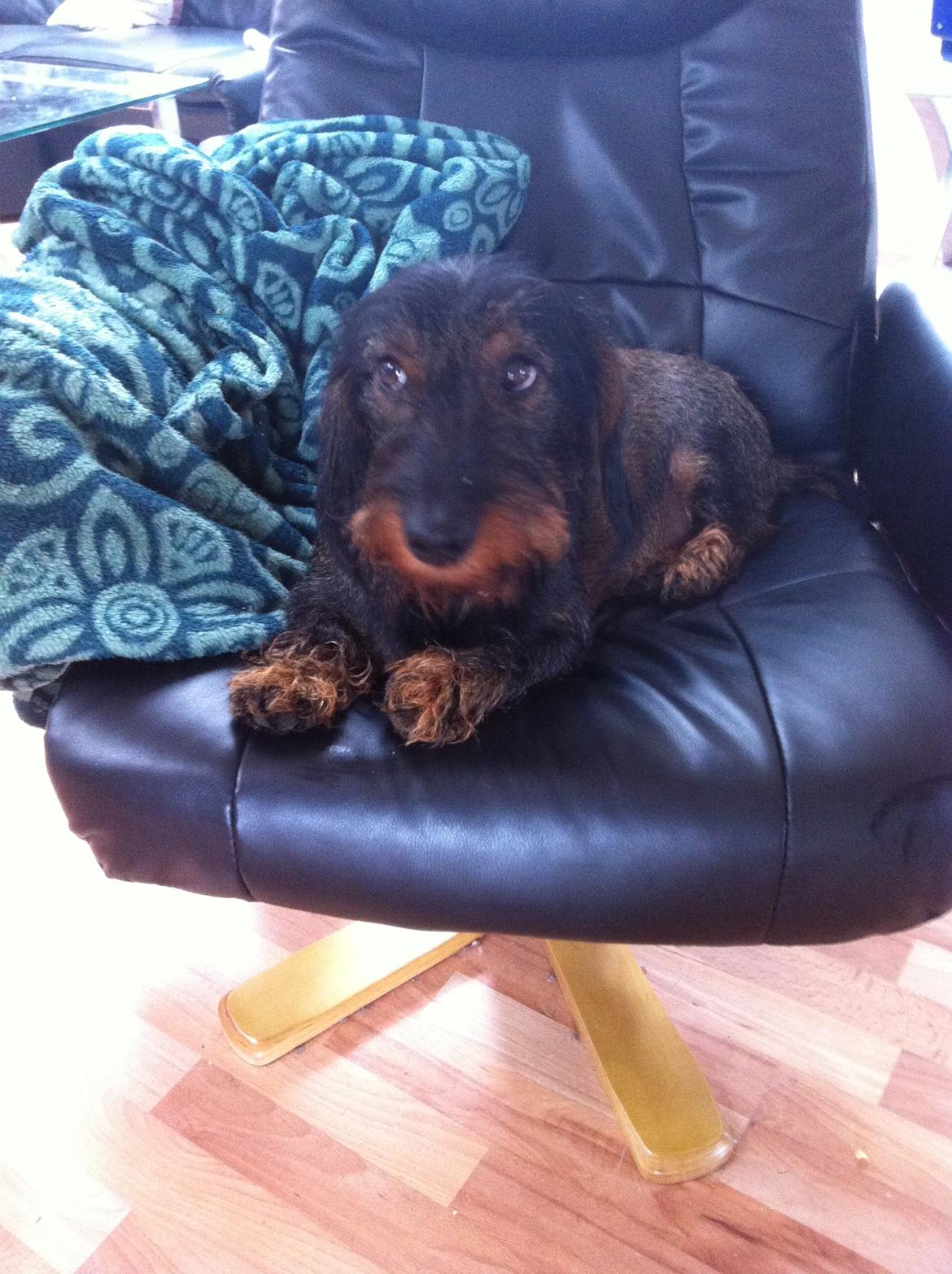 Gravhund Oliver billede 3