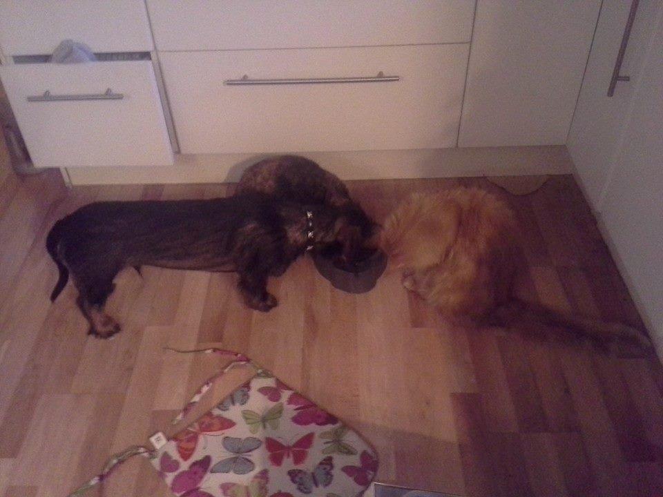 Gravhund Oliver billede 5