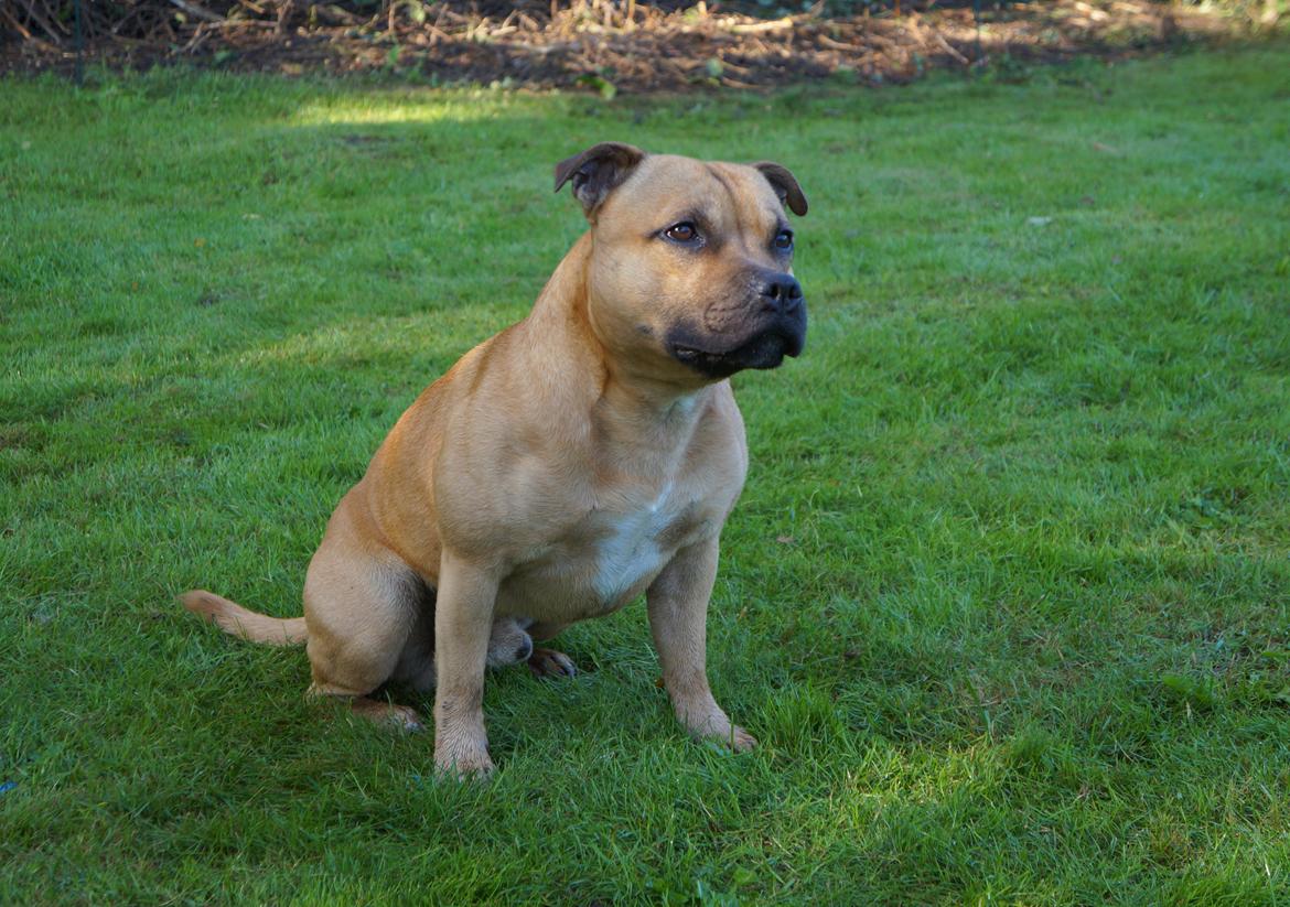 Staffordshire bull terrier KBHV2015 Wenk Staff' s King In A Corner aka Elo billede 2