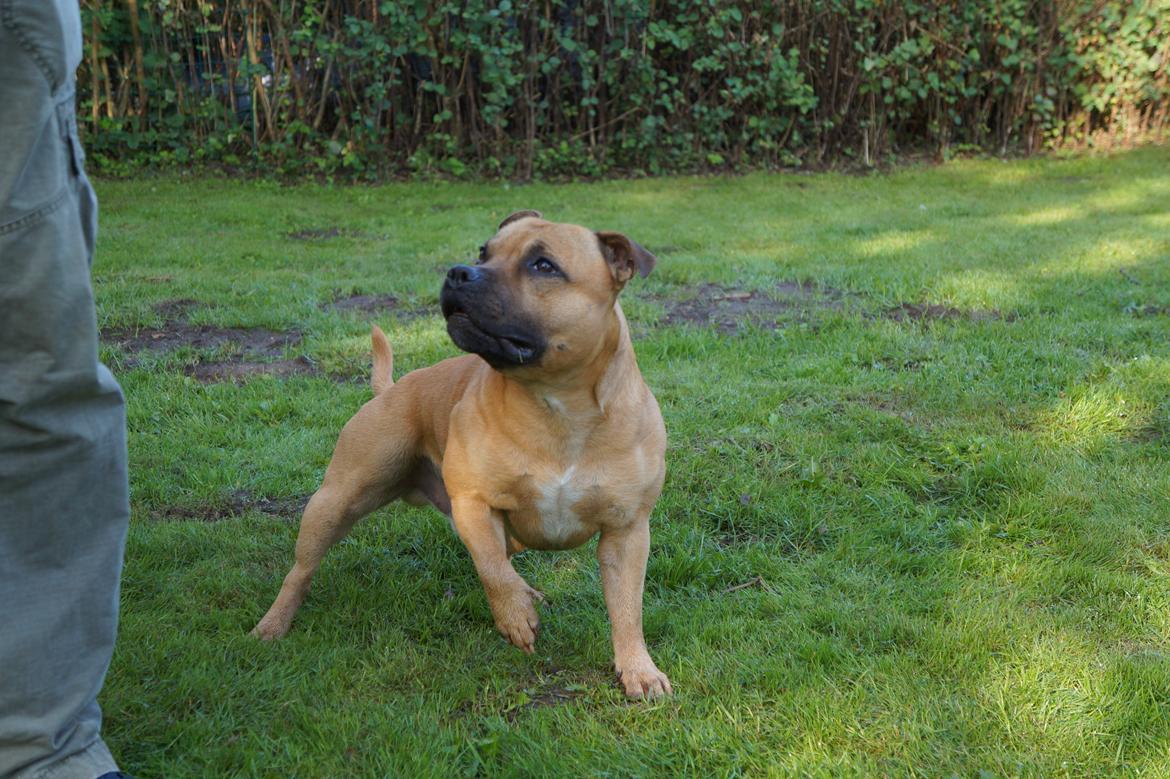 Staffordshire bull terrier KBHV2015 Wenk Staff' s King In A Corner aka Elo billede 3