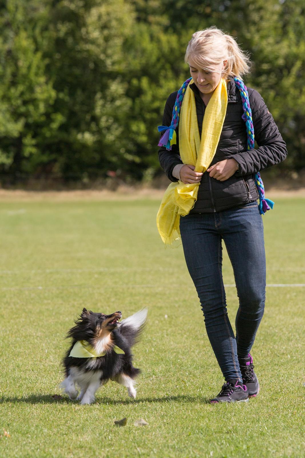 Shetland sheepdog Jessie billede 20