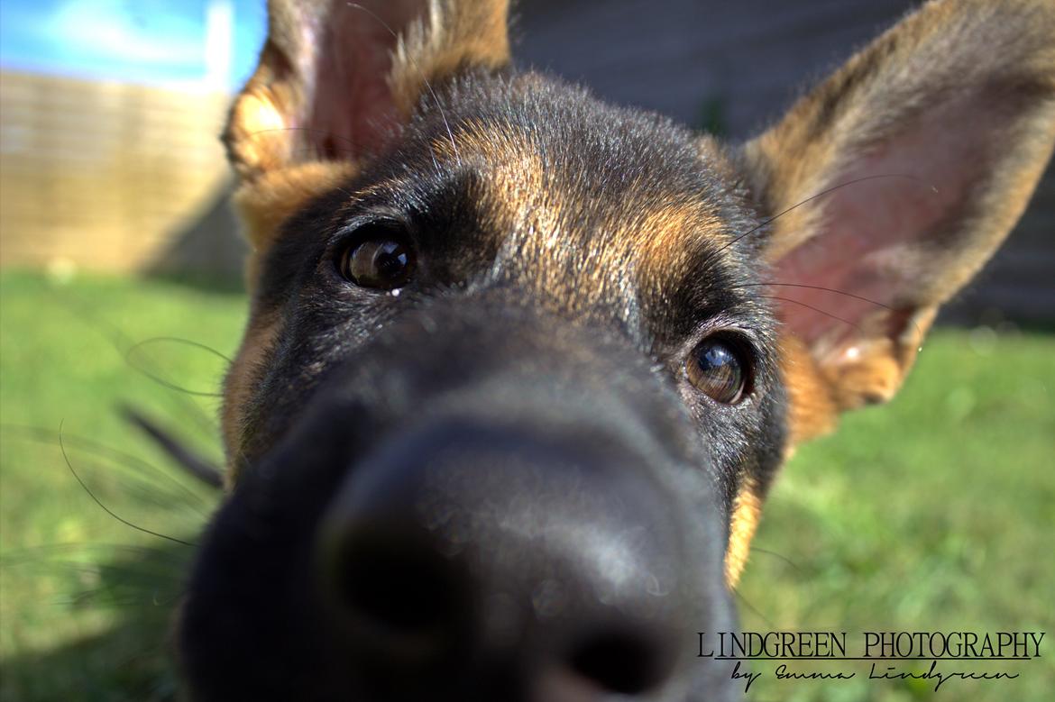 Schæferhund Degner Carlo billede 22