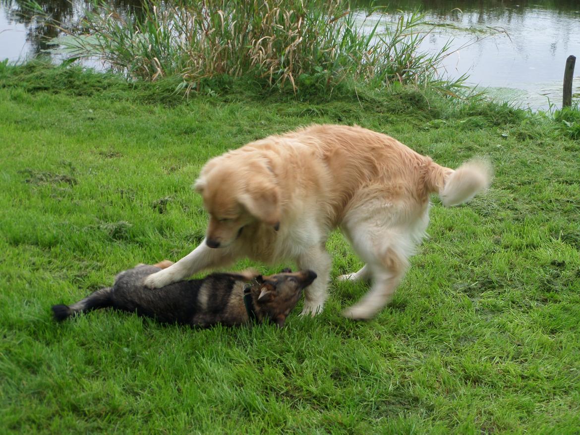 Västgötaspids Yuki <3 <3 (Clasus Miller). - Yuki og Yoda. 31 august 2014 billede 7