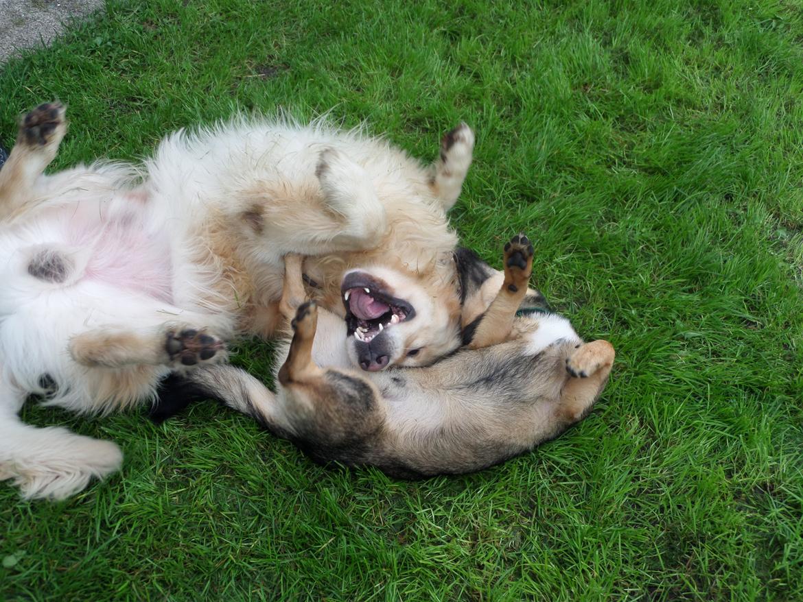 Västgötaspids Yuki <3 <3 (Clasus Miller). - Yuki og Yoda. 31 august 2014 billede 22