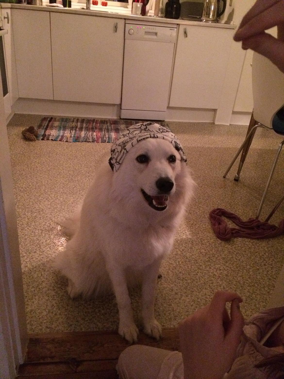 Blanding af racer Ally billede 2