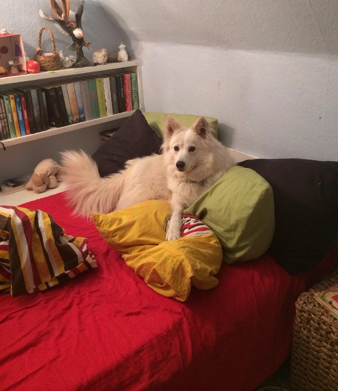 Blanding af racer Ally billede 3