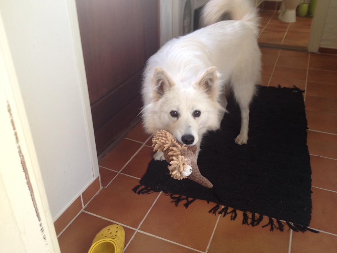 Blanding af racer Ally billede 4