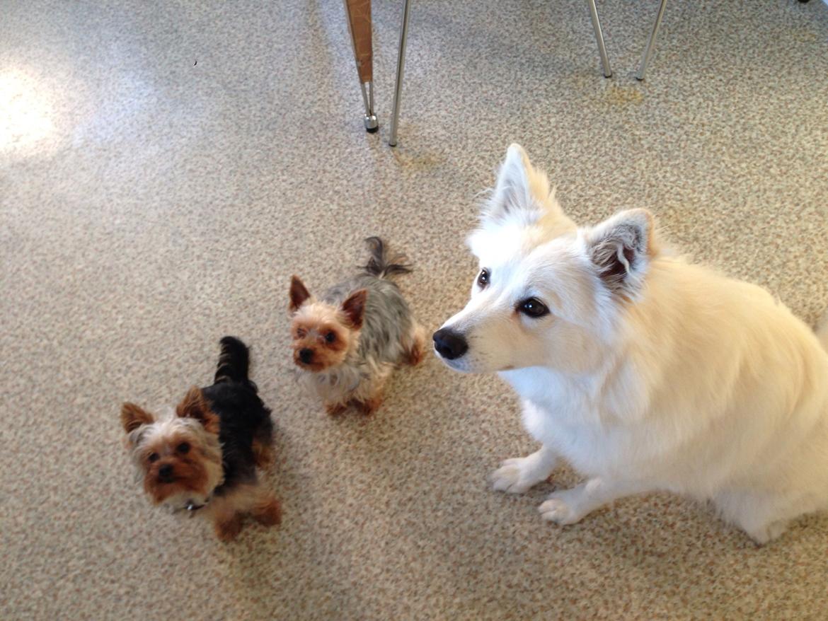 Blanding af racer Ally billede 5