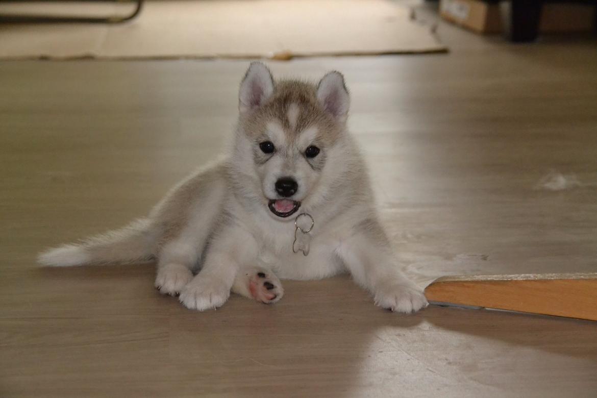 Siberian husky Mesmocan Sunka Yuki billede 4