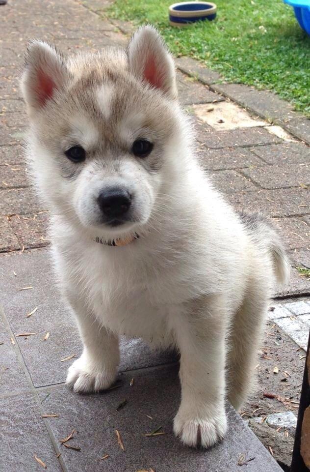 Siberian husky Mesmocan Sunka Yuki billede 3