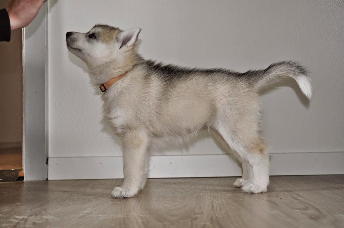 Siberian husky Mesmocan Sunka Yuki - Stå- træning billede 6