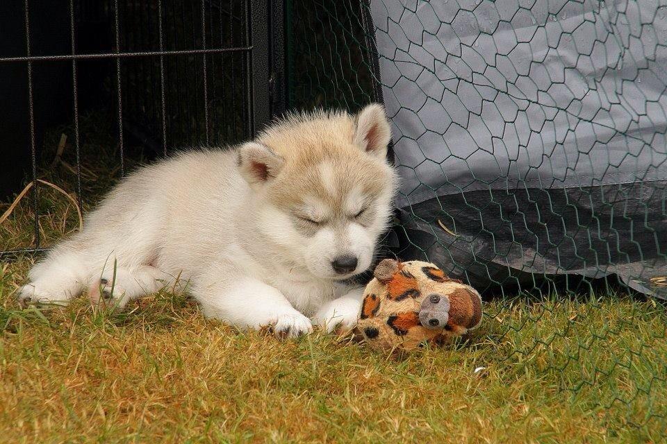 Siberian husky Mesmocan Sunka Yuki billede 7