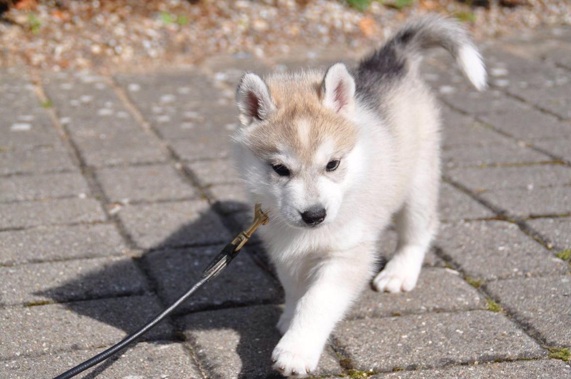 Siberian husky Mesmocan Sunka Yuki billede 2