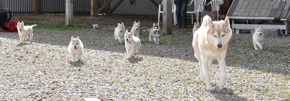 Siberian husky Mesmocan Sunka Yuki billede 8