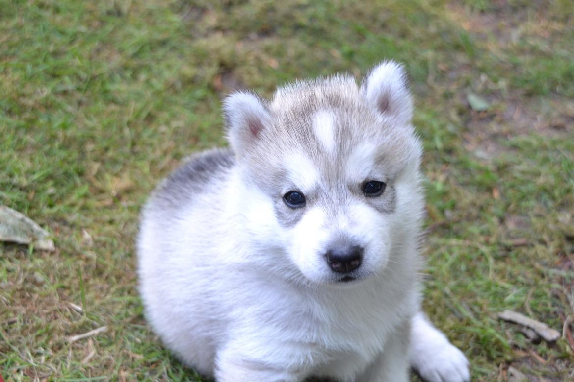 Siberian husky Mesmocan Sunka Yuki billede 9
