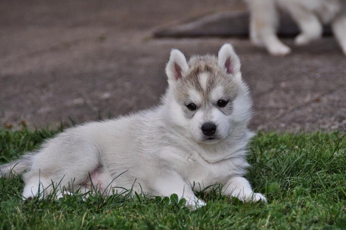 Siberian husky Mesmocan Sunka Yuki billede 10