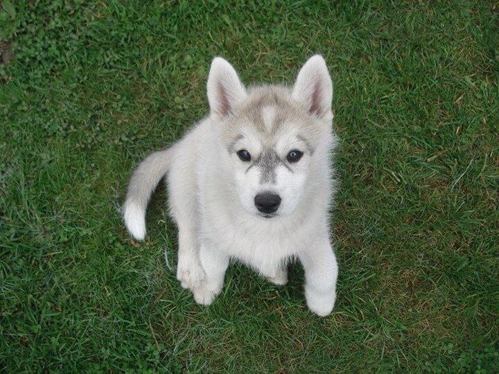 Siberian husky Mesmocan Sunka Yuki billede 11