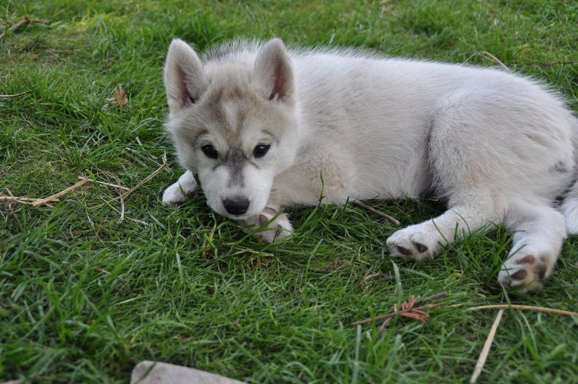 Siberian husky Mesmocan Sunka Yuki billede 14