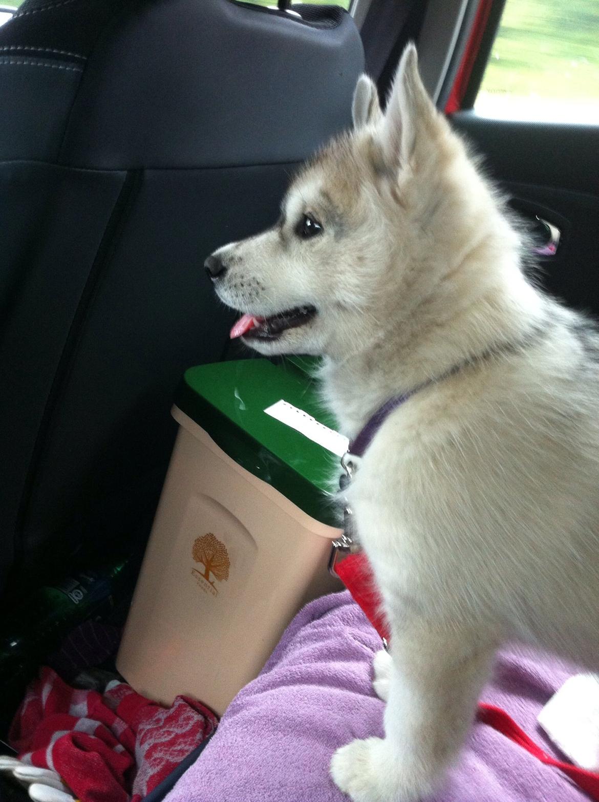 Siberian husky Mesmocan Sunka Yuki - På vej hjem :) billede 12