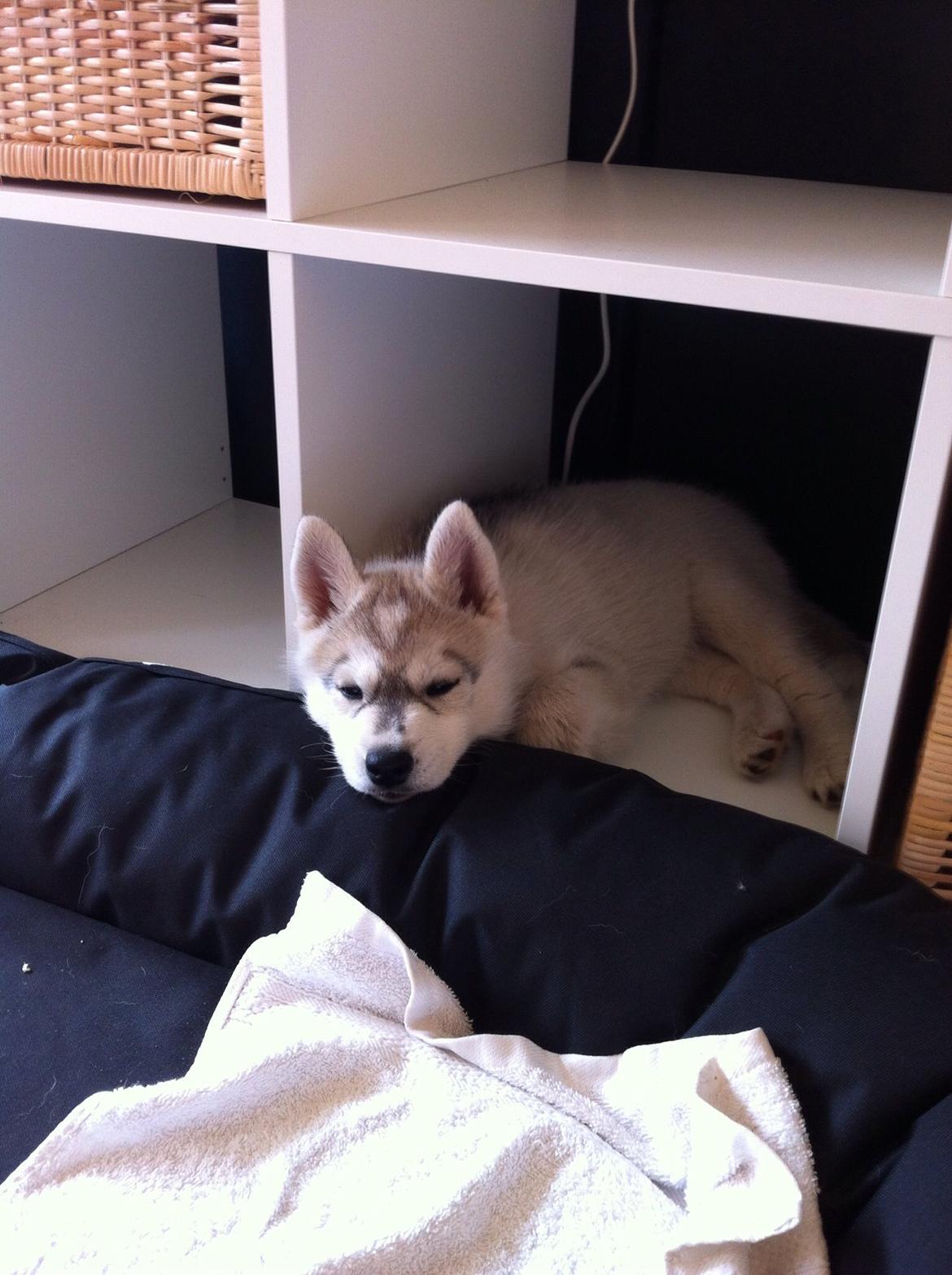 Siberian husky Mesmocan Sunka Yuki billede 13
