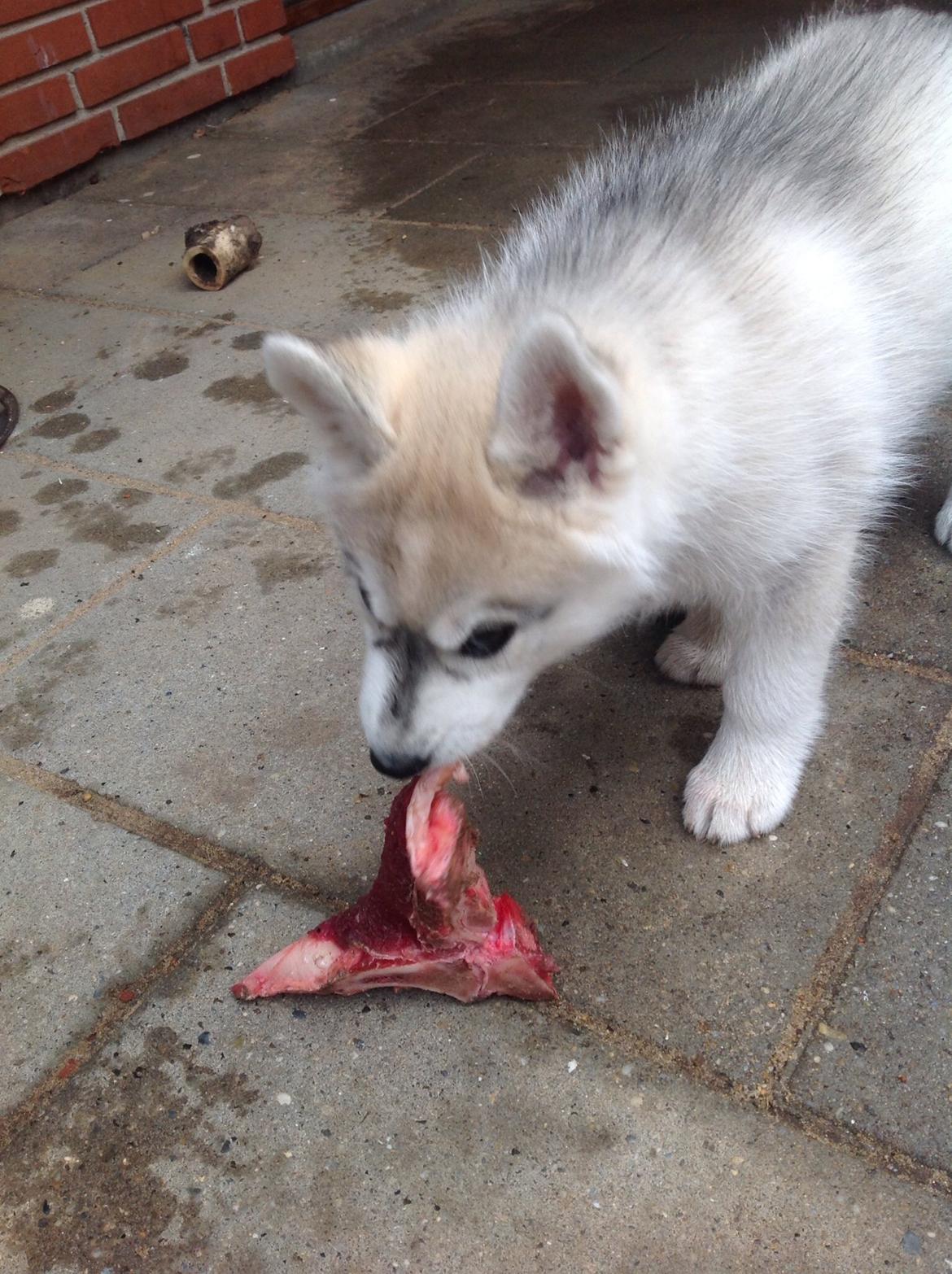 Siberian husky Mesmocan Sunka Yuki billede 15
