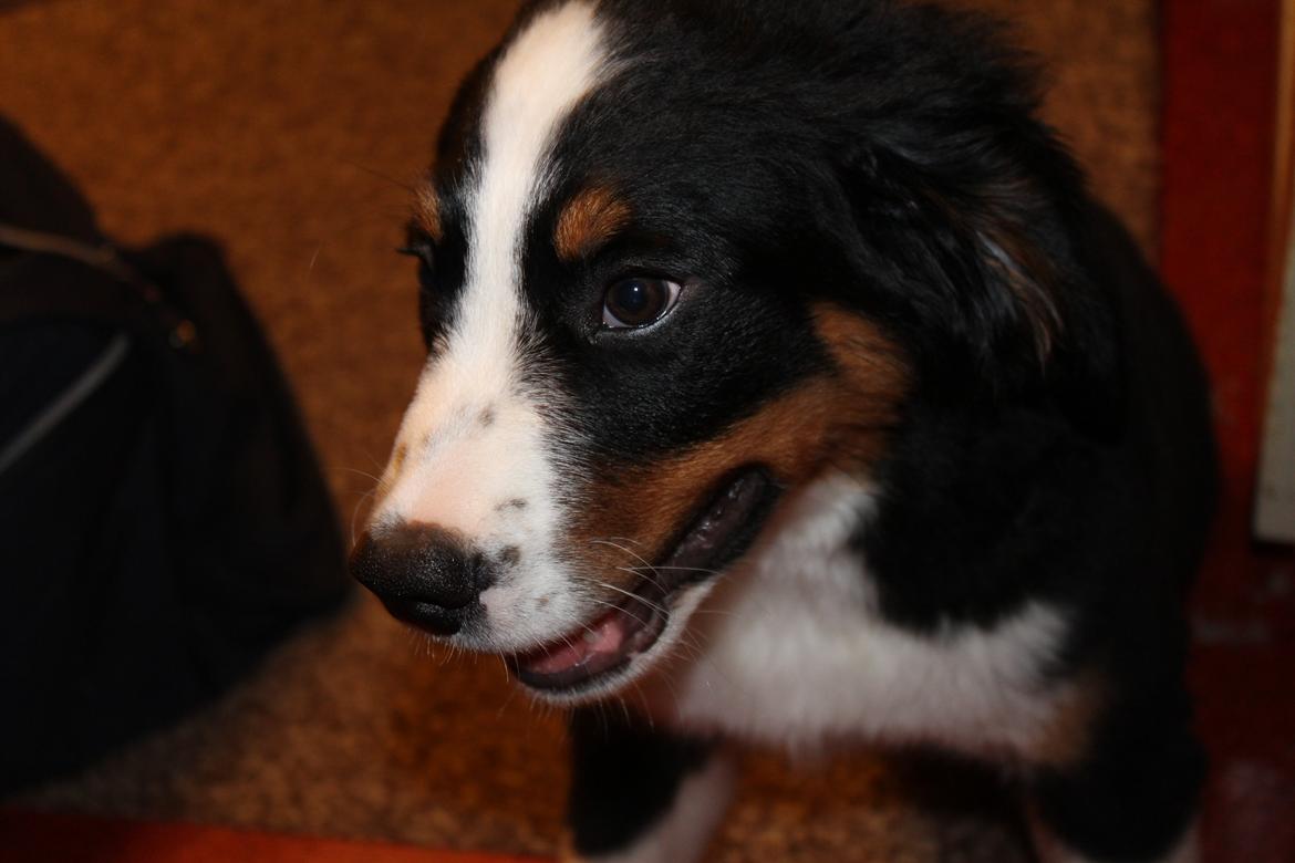 Berner sennenhund Tunala billede 25