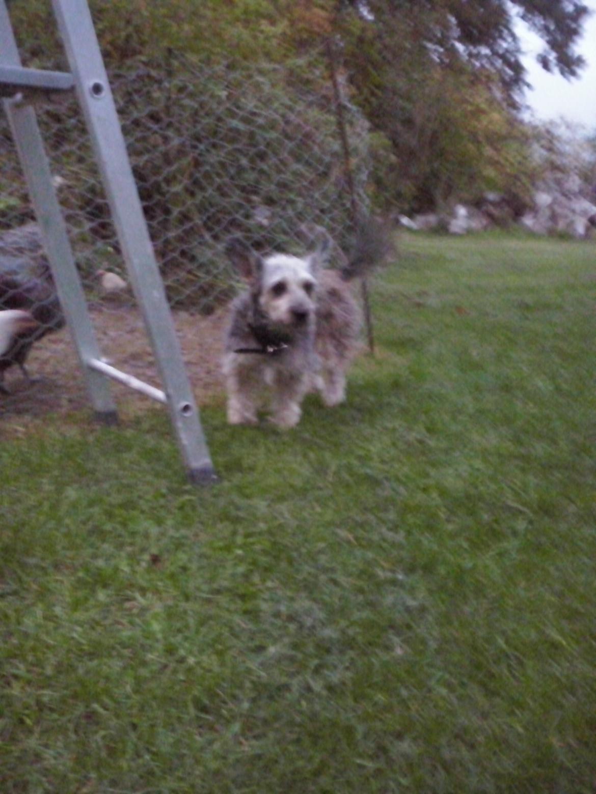 Blanding af racer Jazz (Putte) billede 6