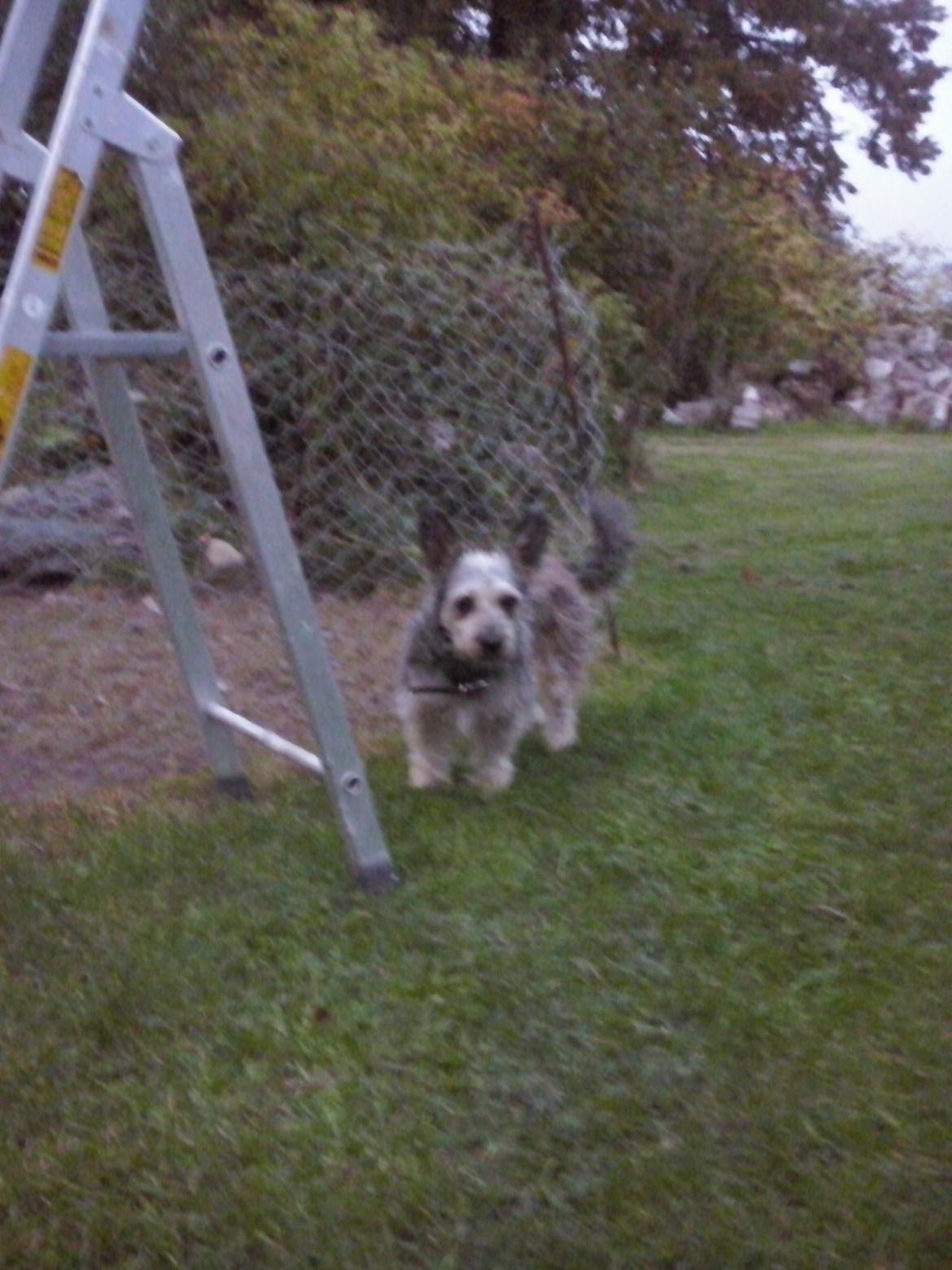 Blanding af racer Jazz (Putte) billede 7