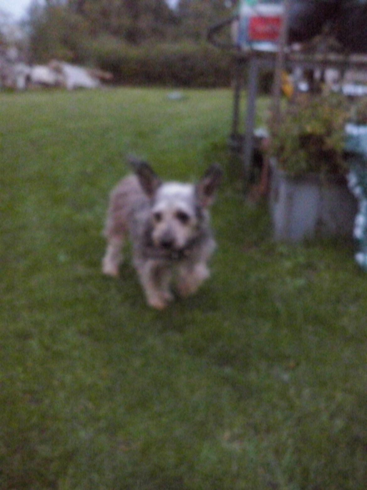 Blanding af racer Jazz (Putte) billede 8