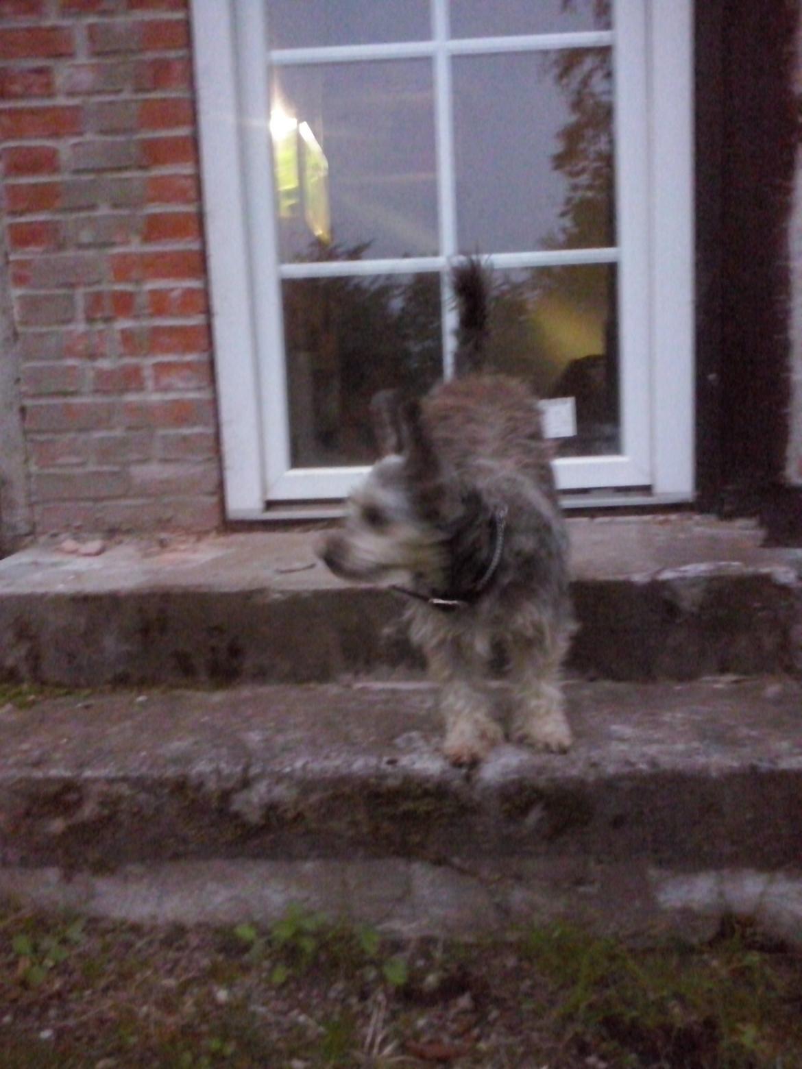 Blanding af racer Jazz (Putte) billede 9