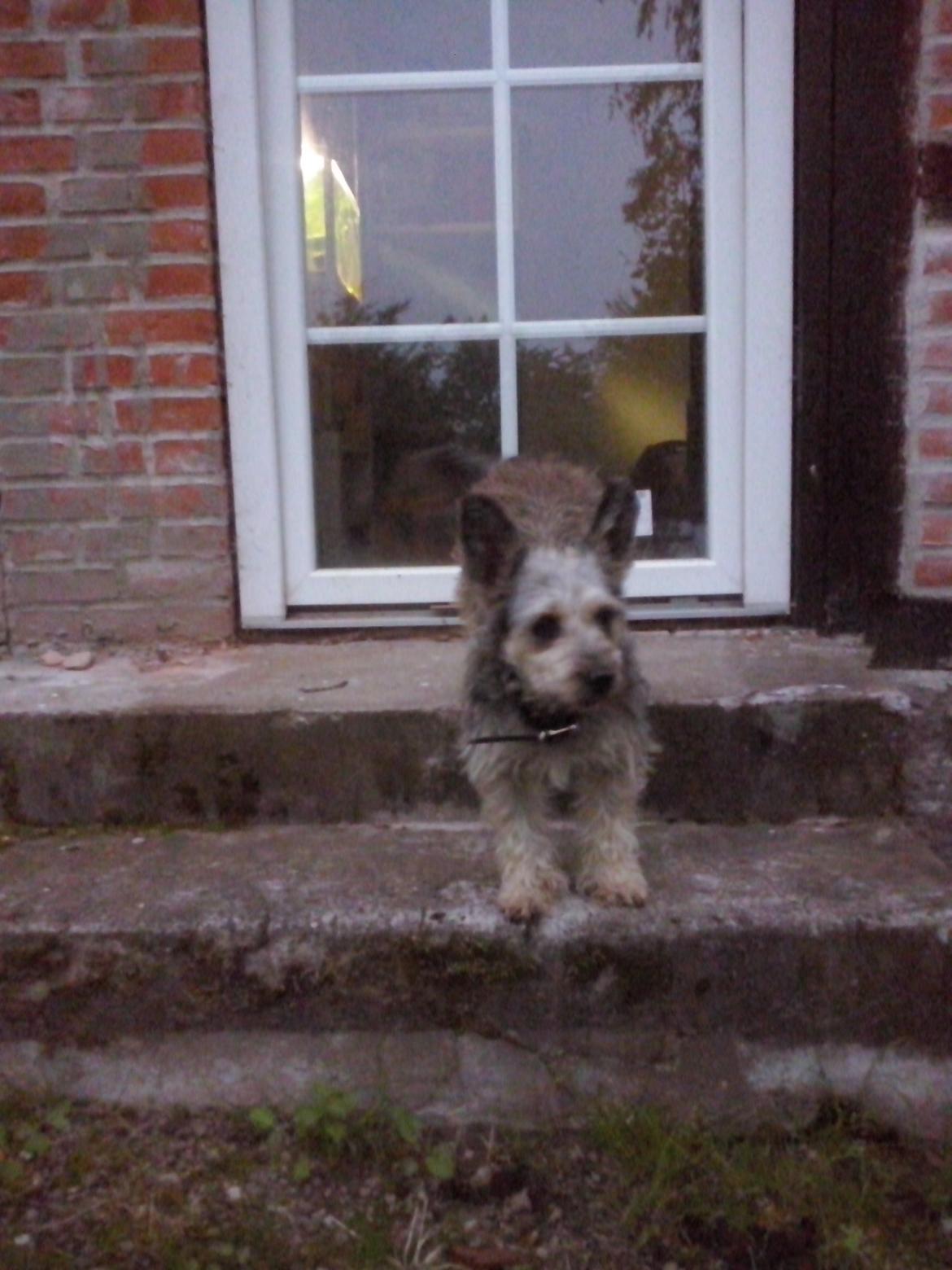 Blanding af racer Jazz (Putte) billede 10