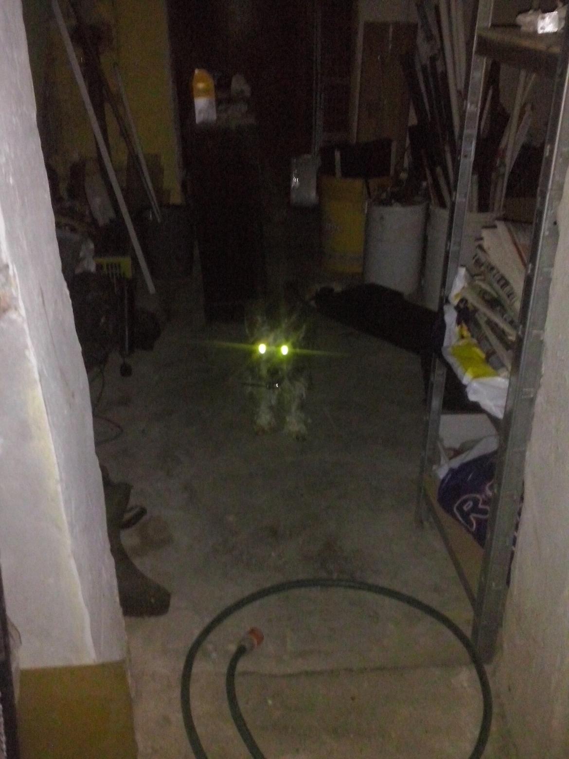 Blanding af racer Jazz (Putte) billede 11