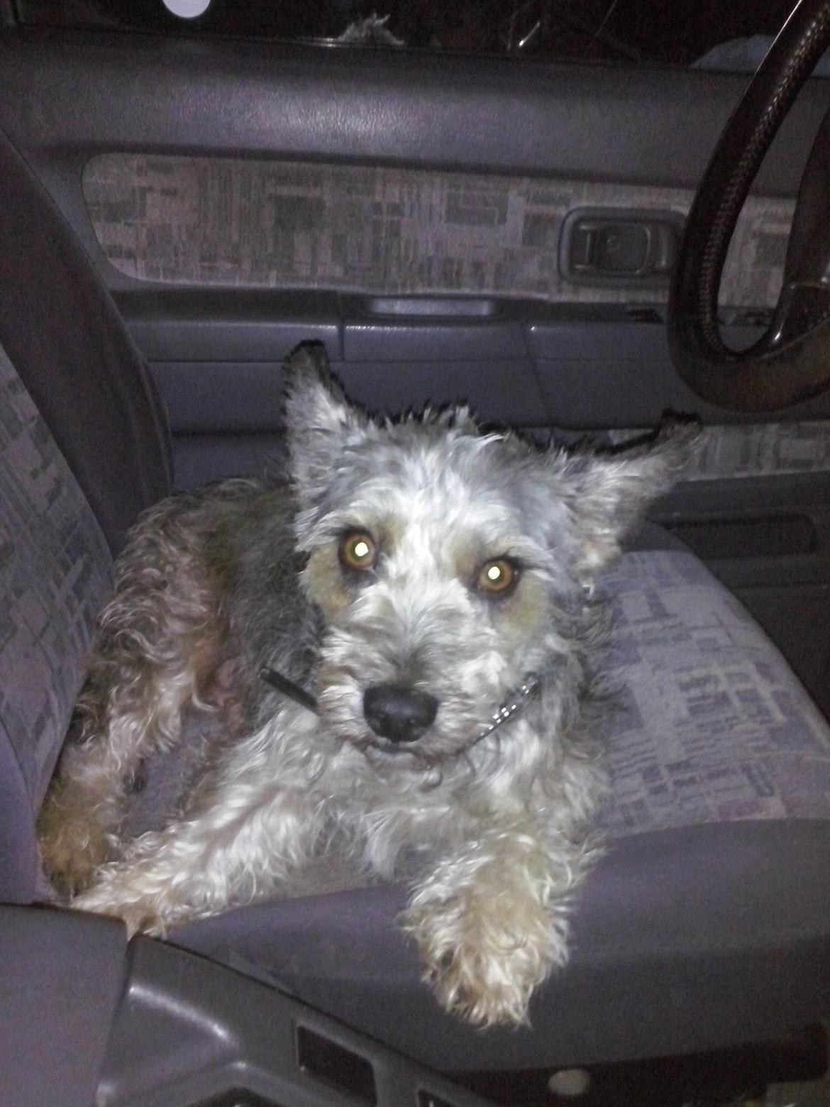 Blanding af racer Jazz (Putte) billede 12