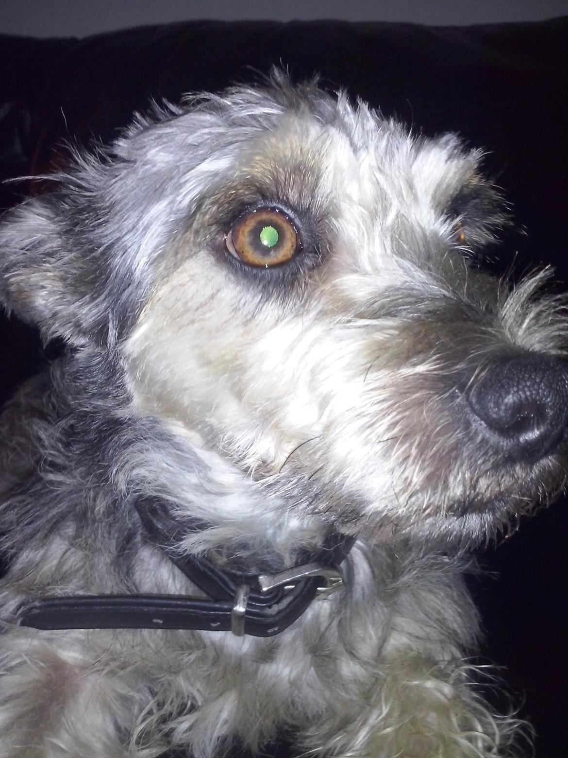 Blanding af racer Jazz (Putte) billede 13