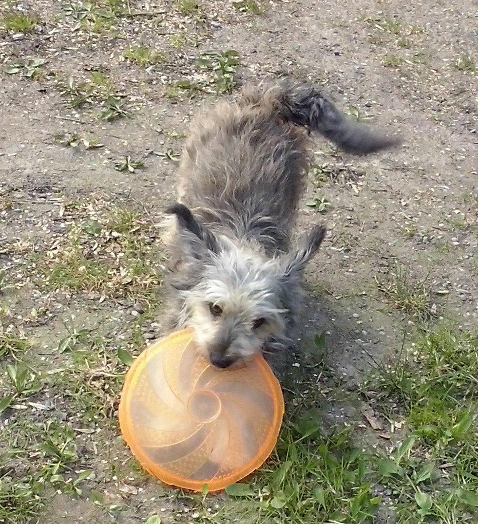 Blanding af racer Jazz (Putte) billede 14