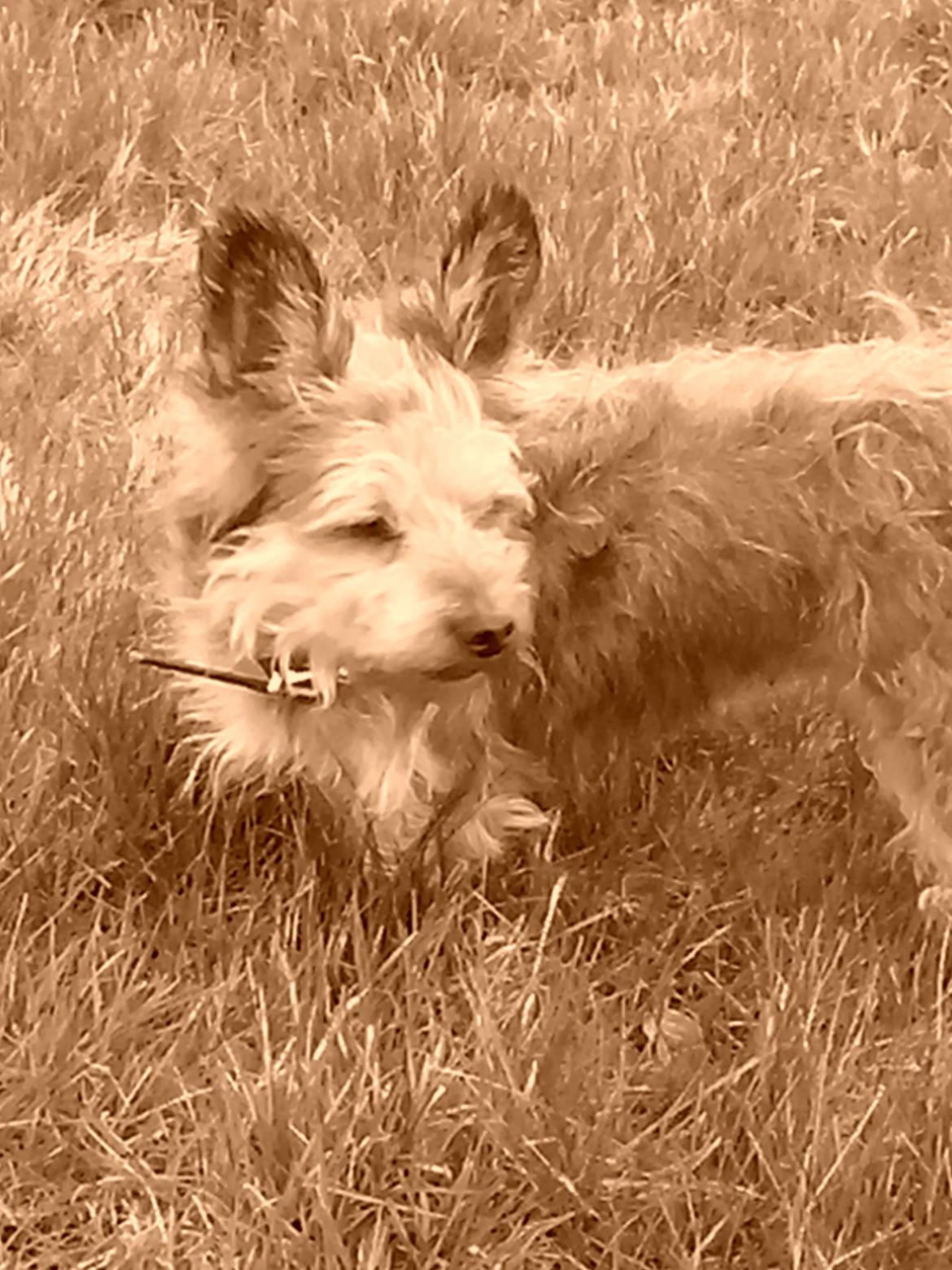 Blanding af racer Jazz (Putte) billede 15