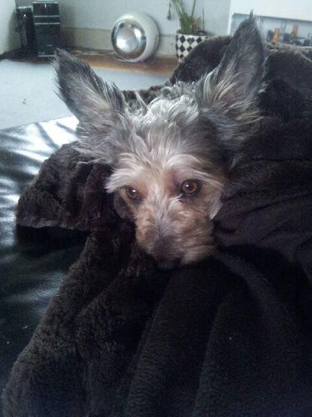 Blanding af racer Jazz (Putte) billede 16