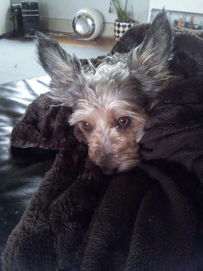 Blanding af racer Jazz (Putte) billede 5